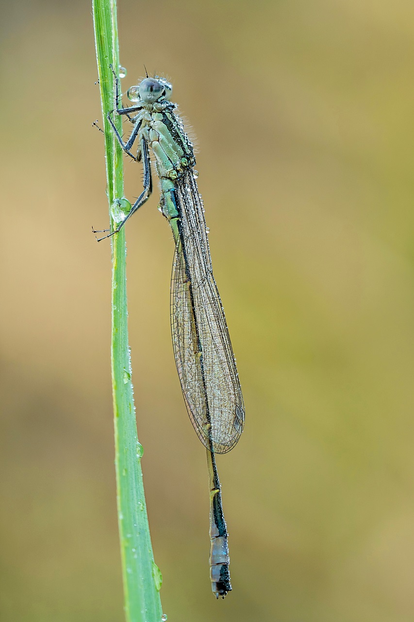 Tężnica wytworna (Ischnura elegans) samiec